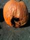 Tips To Identify Rotten Pumpkin